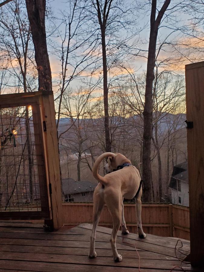 Villa Treehouse Cathedral In Blue Ridge Mountains, Nc Burnsville Exterior foto